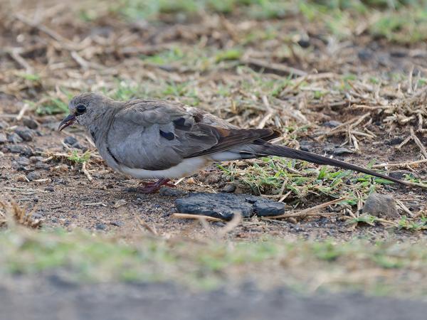 <h3><a href="/trips/tanzania/biota/animalia/chordata/aves/026 columbiformes/001 columbidae/oena capensis/oena capensis-nl.html">Oena&nbsp;capensis</a> / Namaqua&nbsp;dove / Maskerduif</h3>OM-1 Mark II met OLYMPUS M.150-400mm F4.5, 1/2000 sec  bij F4.5, ISO 2500, afstand 9.77&nbsp;m